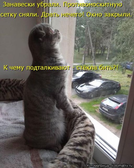 Лучшие котоматрицы недели