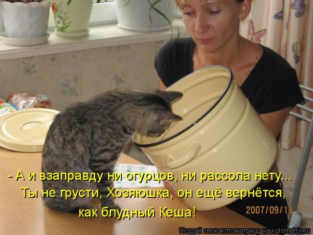 Лучшие котоматрицы недели