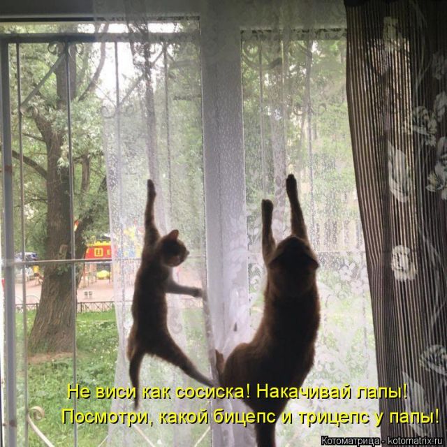 Лучшие котоматрицы недели