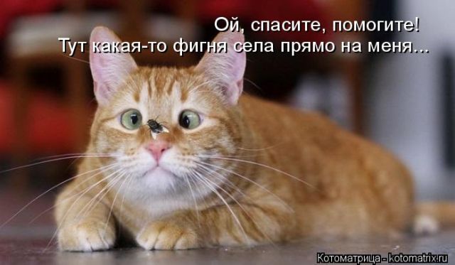 Лучшие котоматрицы недели
