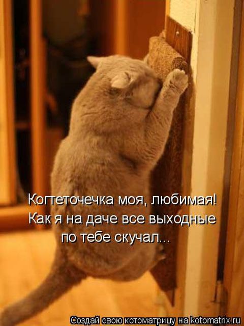 Лучшие котоматрицы недели
