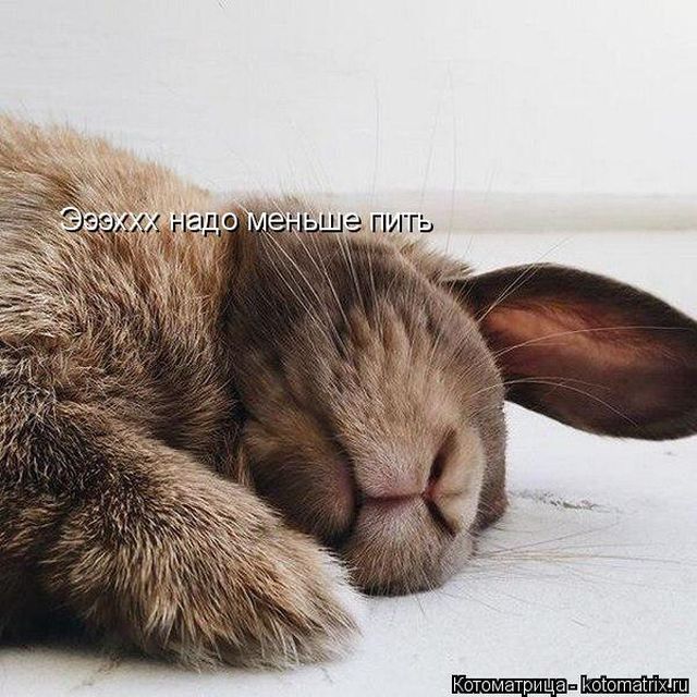 Лучшие котоматрицы недели