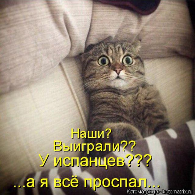 Лучшие котоматрицы недели