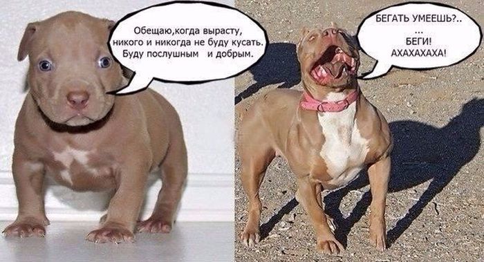 Порция картинок