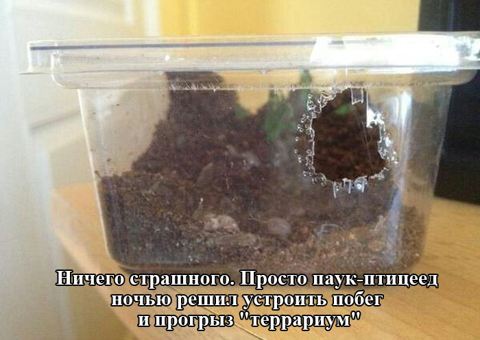 Порция картинок