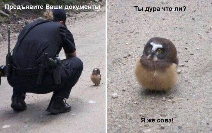 Порция картинок