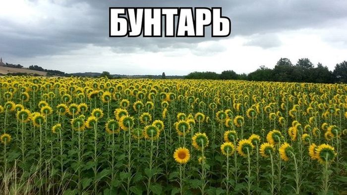 Порция картинок