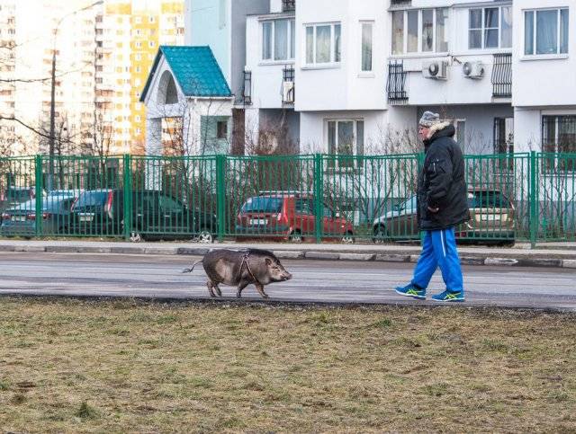 Странности и юмор с просторов нашей бескрайней