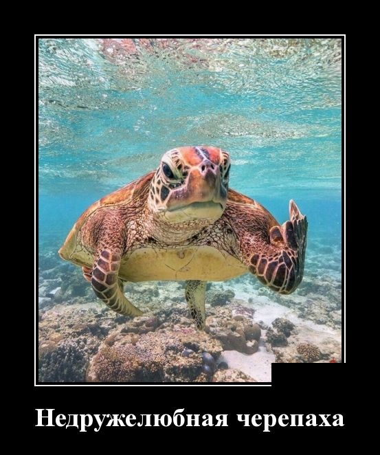 Демотиваторы