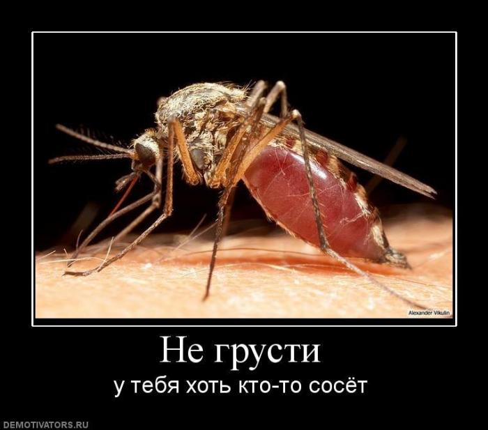 Демотиваторы (57 фото)