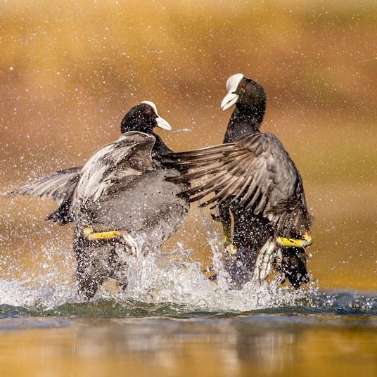 Победители конкурса The British Wildlife Photography Awards 2012 (27 фото) Победители конкурса The British Wildlife Photography Awards 2012 (27 фото)