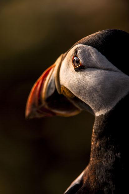 Победители конкурса The British Wildlife Photography Awards 2012 (27 фото) Победители конкурса The British Wildlife Photography Awards 2012 (27 фото)