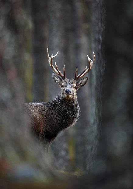 Победители конкурса The British Wildlife Photography Awards 2012 (27 фото) Победители конкурса The British Wildlife Photography Awards 2012 (27 фото)