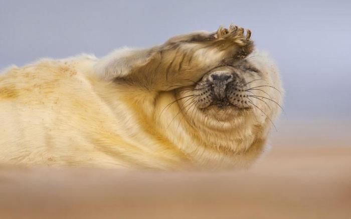 Победители конкурса The British Wildlife Photography Awards 2012 (27 фото) Победители конкурса The British Wildlife Photography Awards 2012 (27 фото)