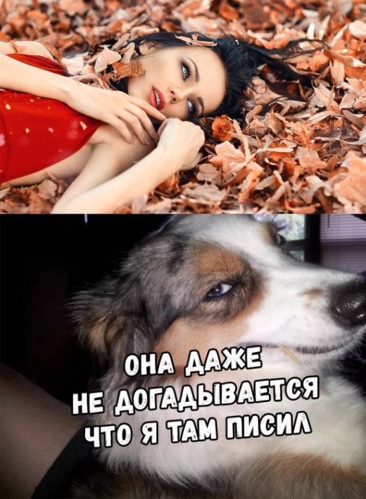 Прикольные картинки