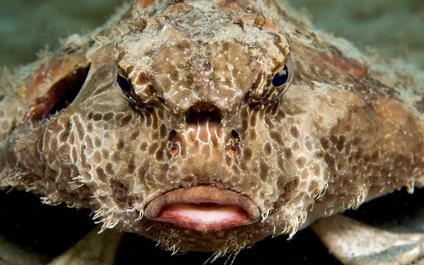 Ужасающие морские существа