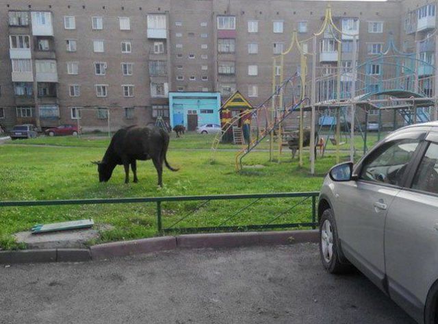 Такое возможно только в России! (50 фото)