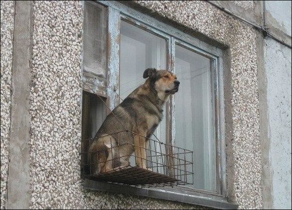 Кучка картинок