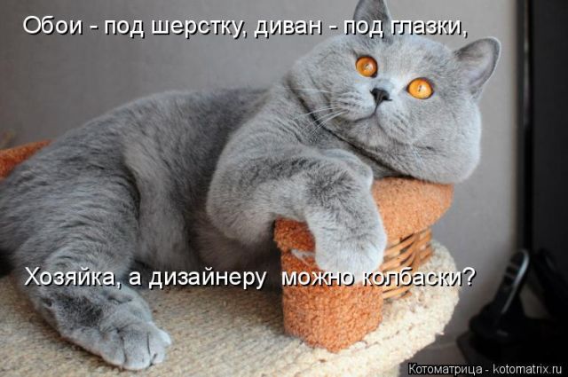 Лучшие котоматрицы недели