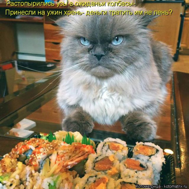 Лучшие котоматрицы недели