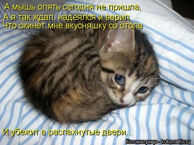 Лучшие котоматрицы недели