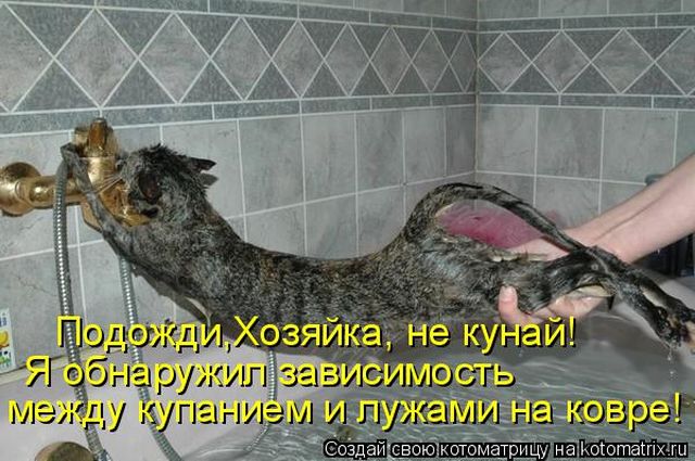 Лучшие котоматрицы недели
