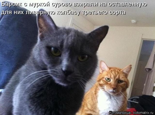 Лучшие котоматрицы недели
