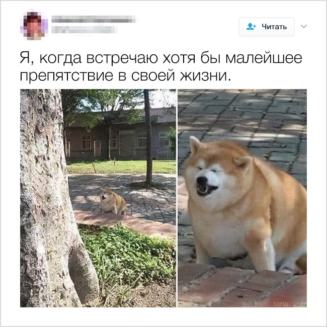 Жизненные твиты, которые заставят вас улыбнуться