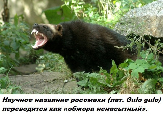 Коллекция бесполезных фактов обо всем на свете