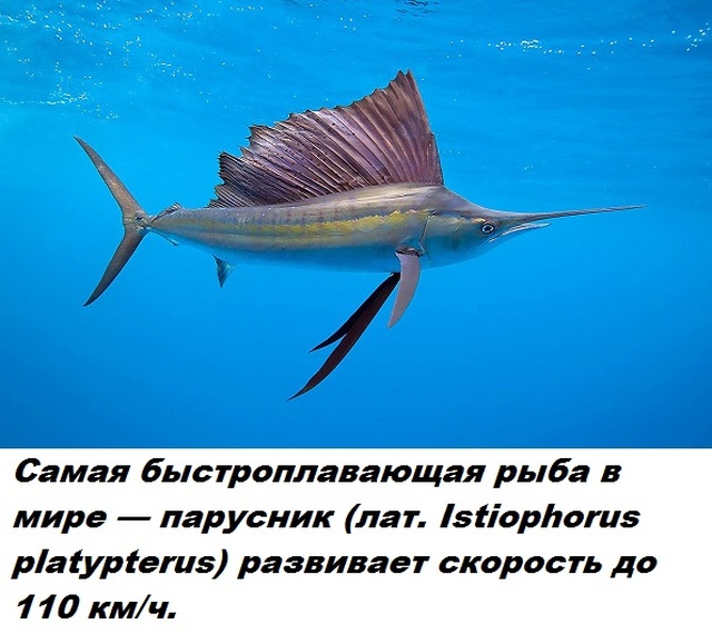 Коллекция бесполезных фактов обо всем на свете