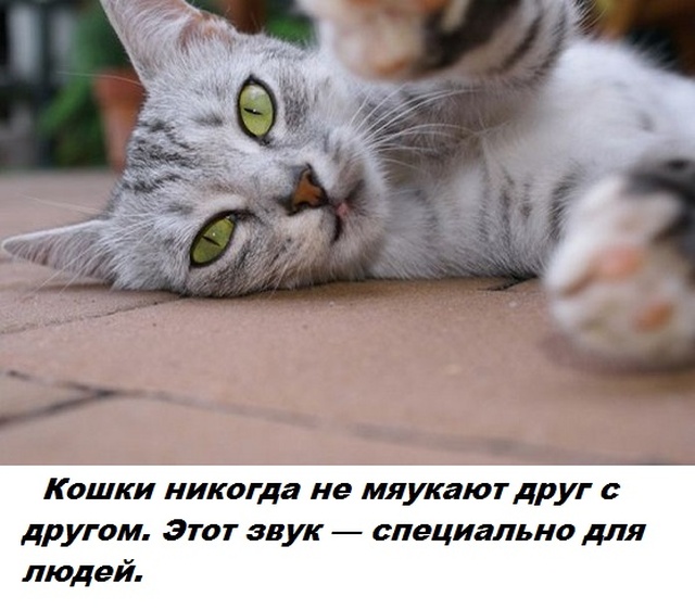 Коллекция бесполезных фактов обо всем на свете