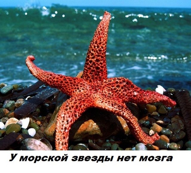Коллекция бесполезных фактов обо всем на свете