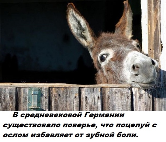 Коллекция бесполезных фактов обо всем на свете