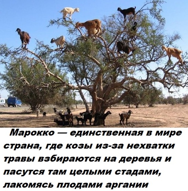 Коллекция бесполезных фактов обо всем на свете