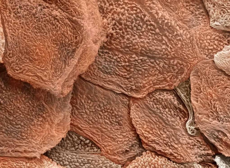 Функции тела, которые продолжают работать после смерти