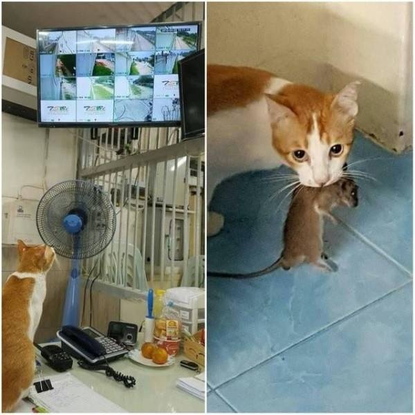 Прикольные картинки