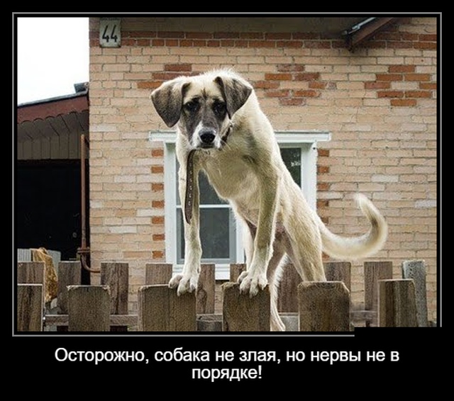 Демотиваторы