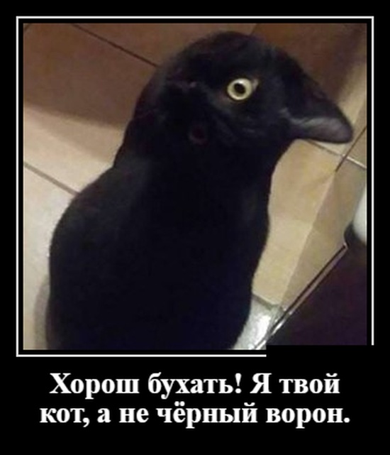 Демотиваторы