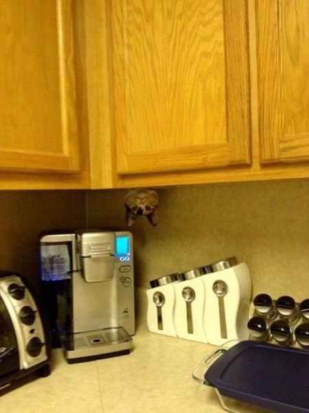 Внезапные коты