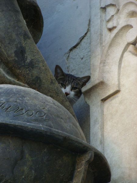 Внезапные коты