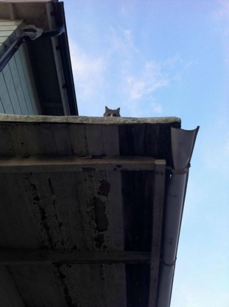 Внезапные коты