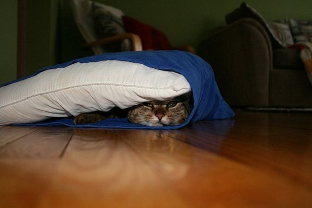 Внезапные коты