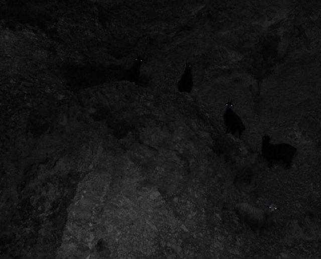 Внезапные коты