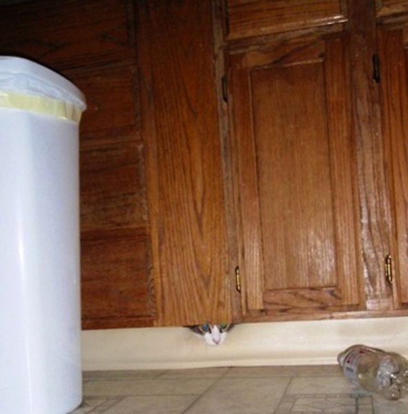 Внезапные коты