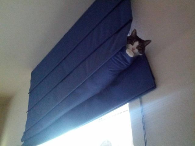 Внезапные коты