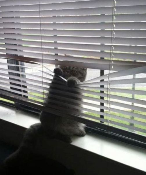 Внезапные коты