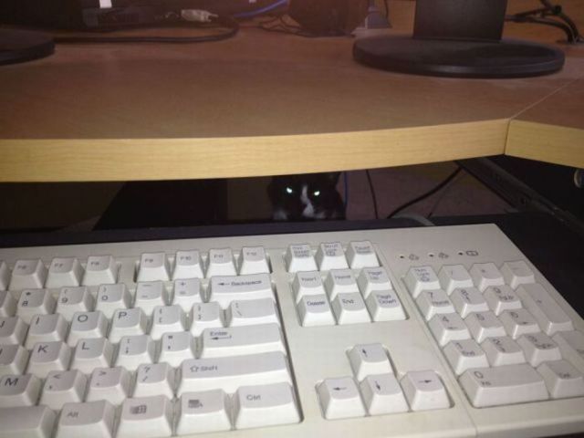Внезапные коты