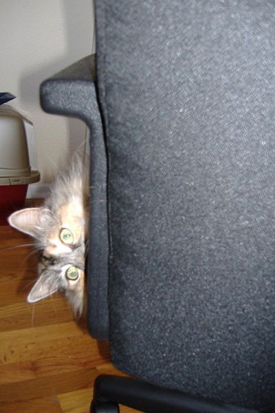 Внезапные коты