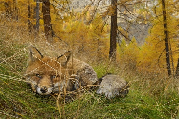 National Geographic выбрал лучшие фото 2015 года