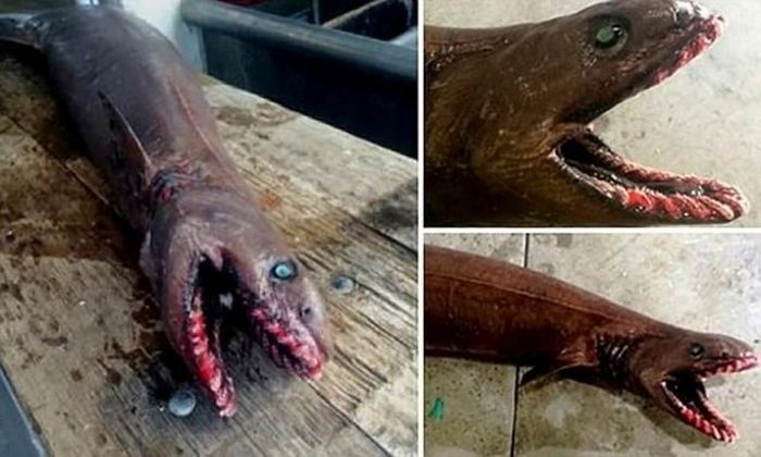 Самые жуткие существа, попавшие в сети рыбаков